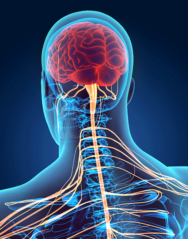 sistema nervioso central cuerpo humano