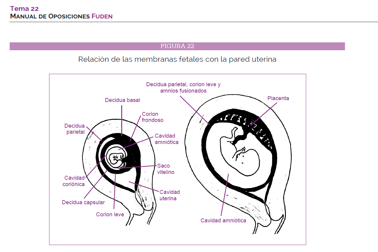 SEP matronas tema1