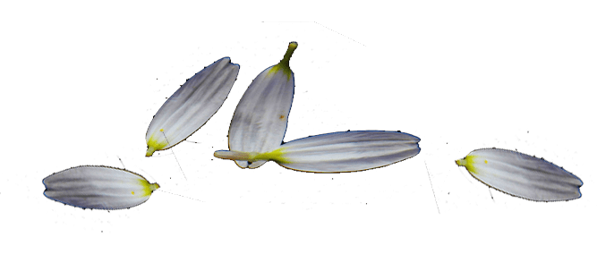 8m-petalos-horizontal
