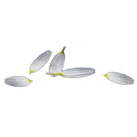 barometro-enfermero-petalos-margarita